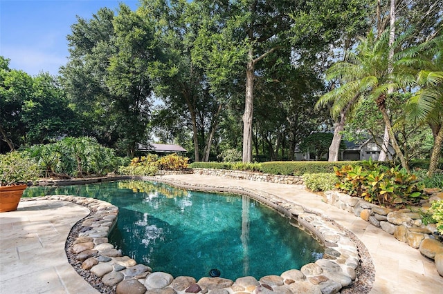 2901 Leprechaun Ln, Palm Harbor, FL 34683 - view of outdoor pool