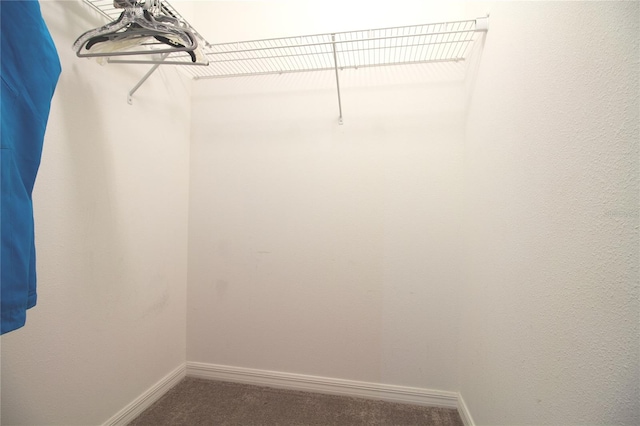 spacious closet featuring carpet flooring