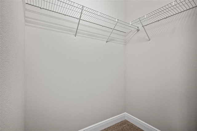 spacious closet featuring carpet flooring