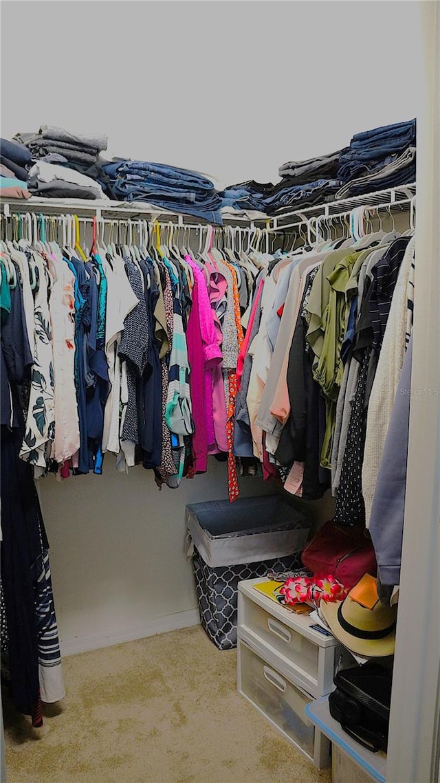 spacious closet featuring carpet floors