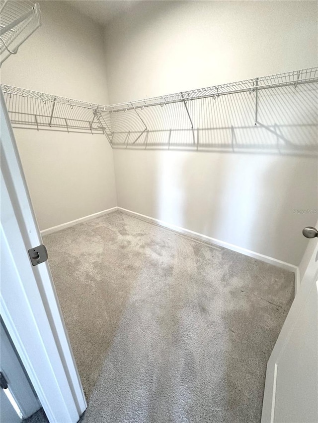 walk in closet featuring carpet floors