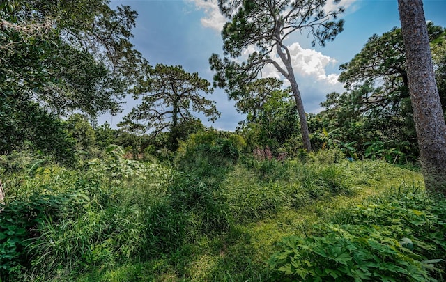 view of local wilderness