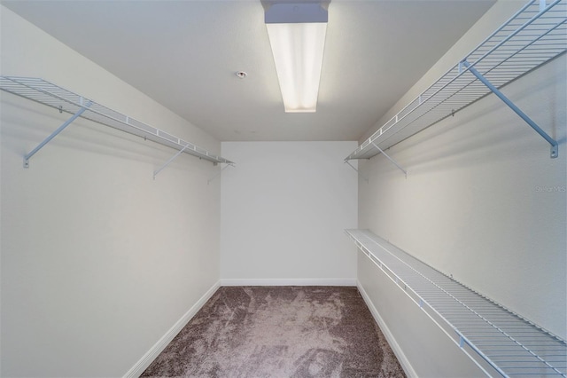 walk in closet featuring carpet floors