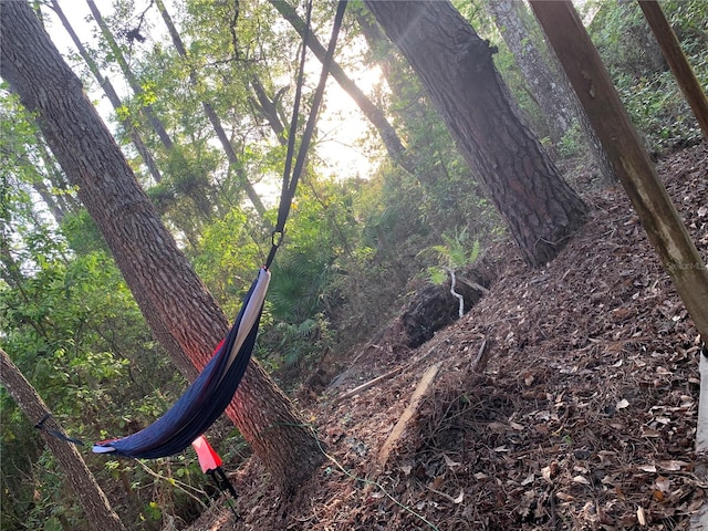 view of local wilderness