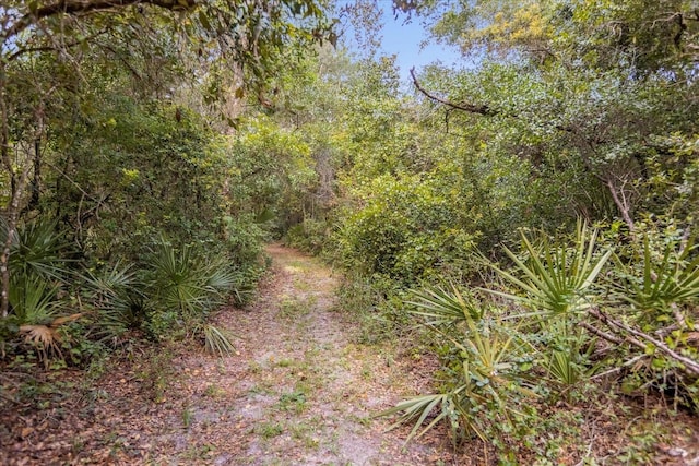 view of local wilderness