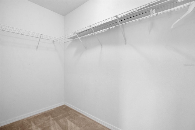 spacious closet featuring carpet floors