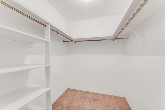 spacious closet featuring carpet