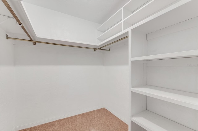 spacious closet featuring carpet flooring