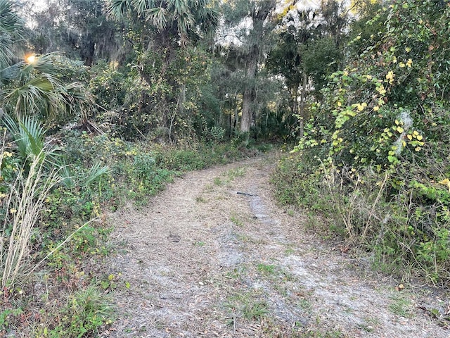 view of local wilderness