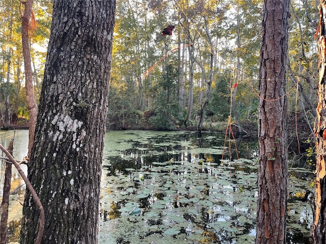 view of local wilderness