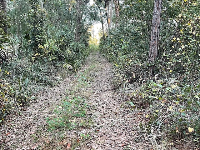 view of local wilderness