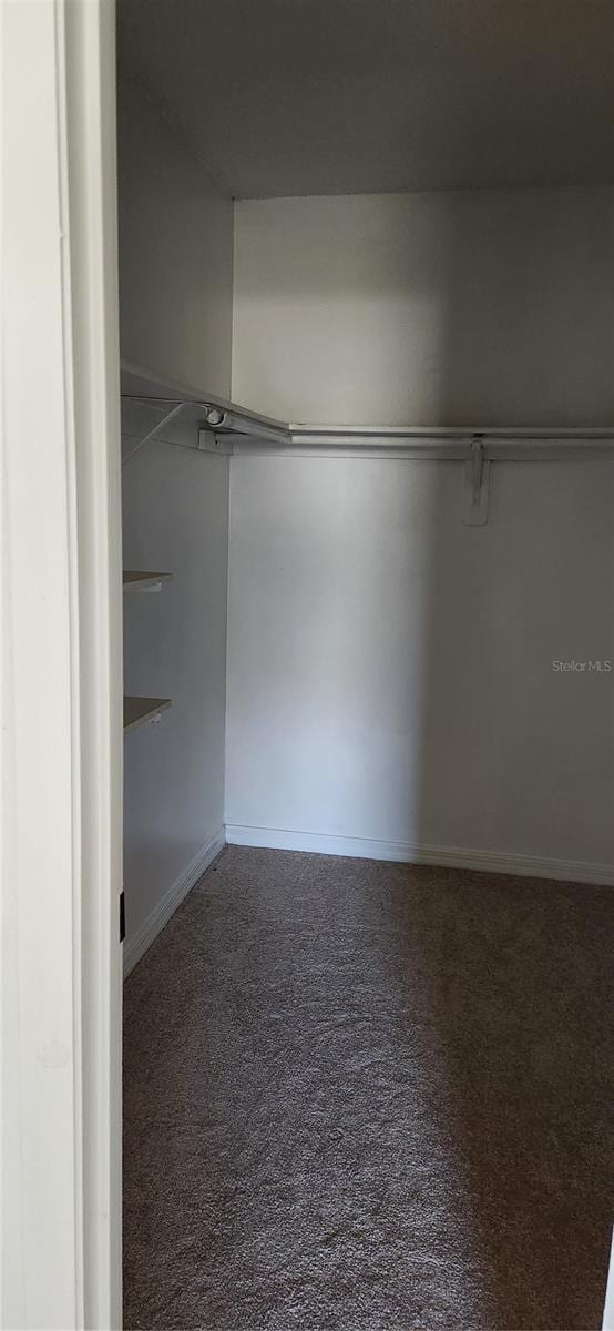 walk in closet with carpet floors