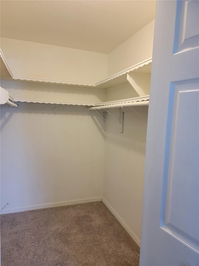 walk in closet with carpet flooring