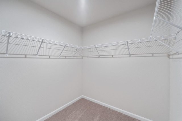 spacious closet featuring carpet flooring