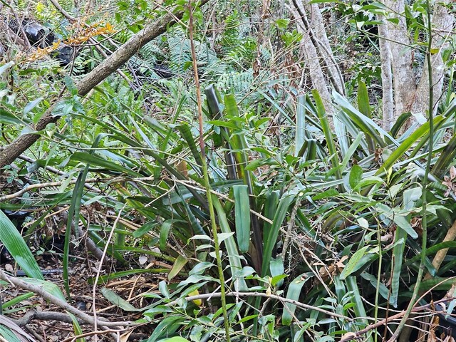 view of local wilderness