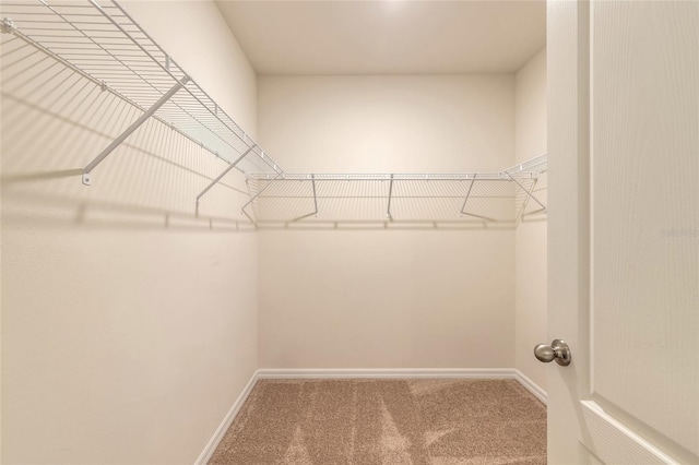 walk in closet featuring carpet