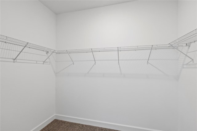 spacious closet featuring carpet