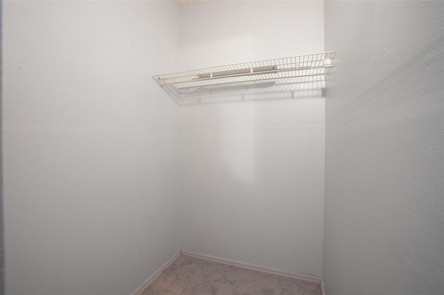 spacious closet featuring carpet floors