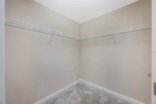 spacious closet featuring carpet flooring