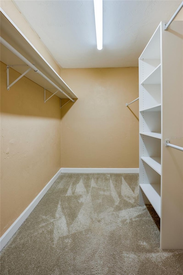 walk in closet with carpet flooring