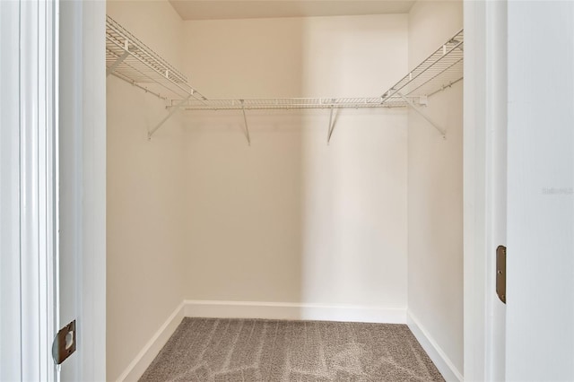 spacious closet featuring carpet