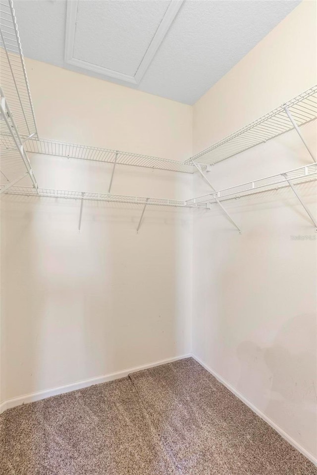 walk in closet with carpet flooring