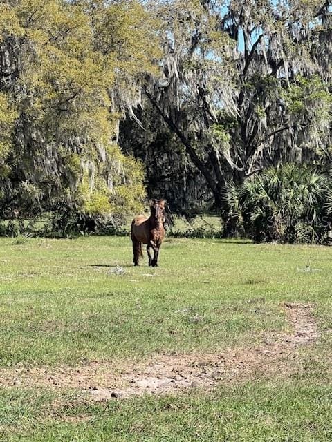 485 Dickson Ave, Osteen, FL 32764 - photo 32