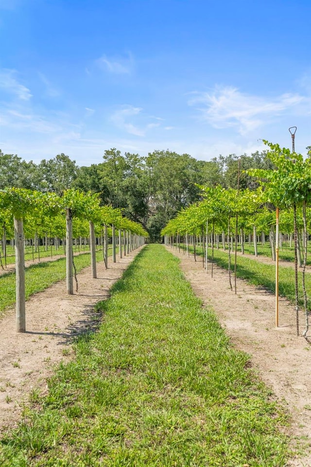 1056 Reynolds Rd, De Leon Springs, FL 32130 - view of property's community featuring a rural view and agricultural area