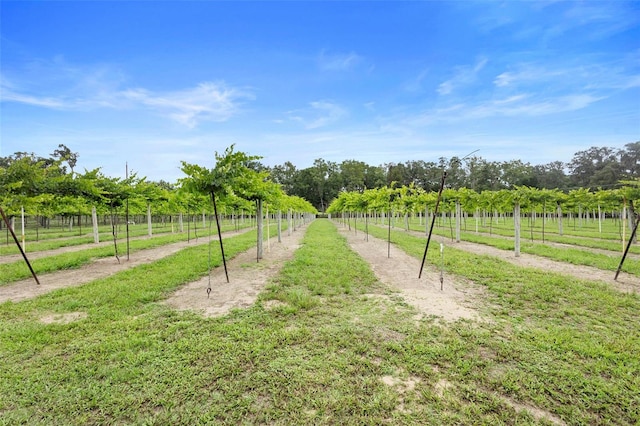 1056 Reynolds Rd, De Leon Springs, FL 32130 - view of property's community featuring a view of rural / pastoral area and view of scattered trees