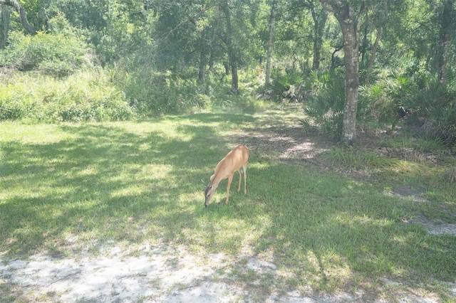 11933 Pasco Trails Blvd, Spring Hill, FL 34610 - photo 57