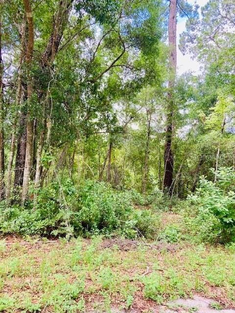 407 Raulerson Rd, Seville, FL 32190 - photo 7