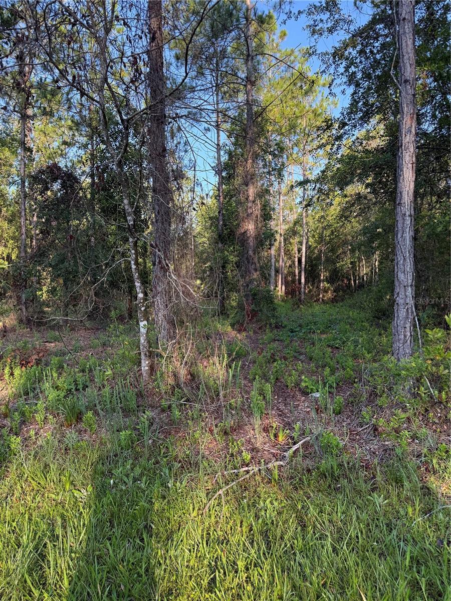 2366 Dogwood St, Bunnell, FL 32110 - photo 1