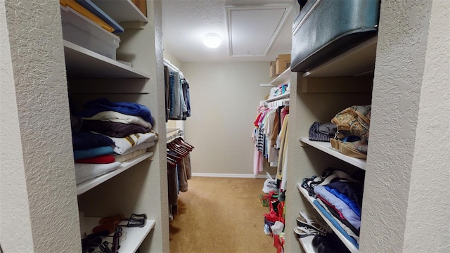 walk in closet featuring carpet flooring