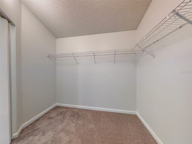 walk in closet featuring carpet floors