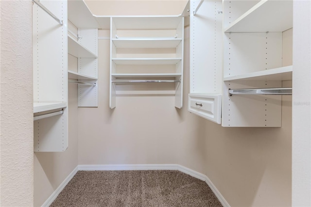 walk in closet with carpet flooring