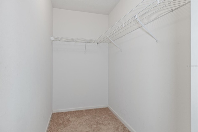 walk in closet featuring light colored carpet