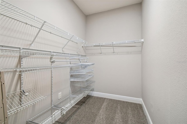 spacious closet featuring carpet flooring