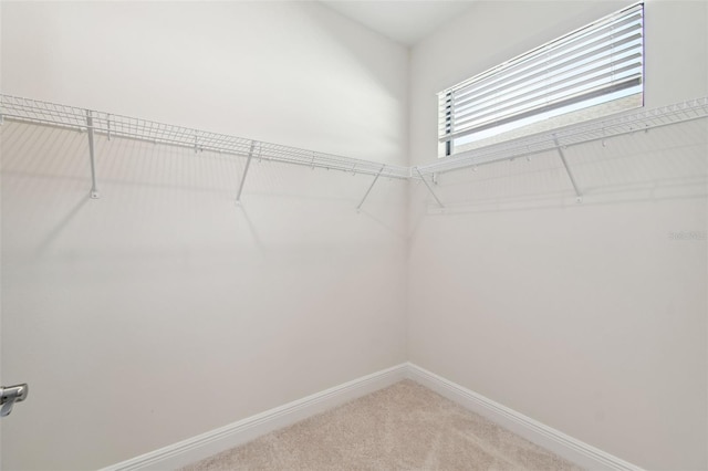 walk in closet with carpet flooring