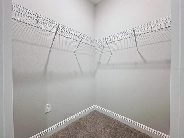 spacious closet featuring carpet flooring