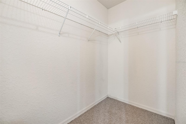 spacious closet featuring carpet