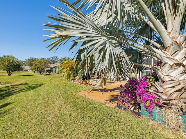 view of yard featuring a patio