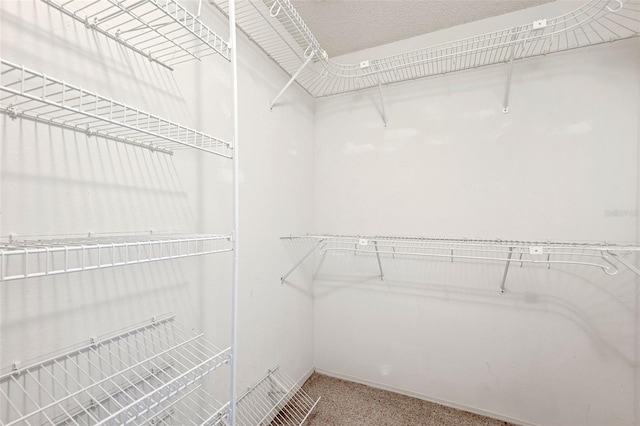 spacious closet featuring carpet flooring