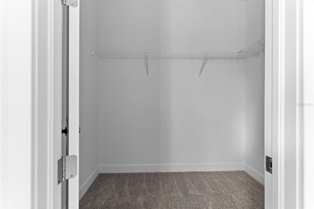 walk in closet with carpet