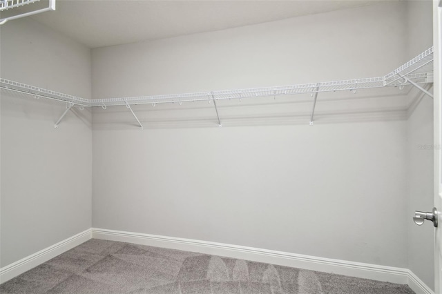 walk in closet with carpet