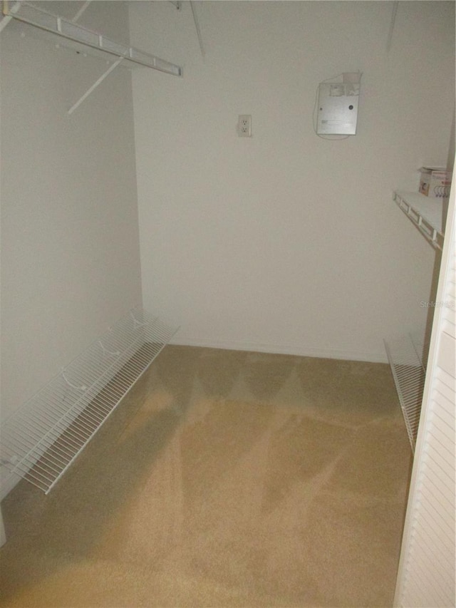 walk in closet with carpet flooring