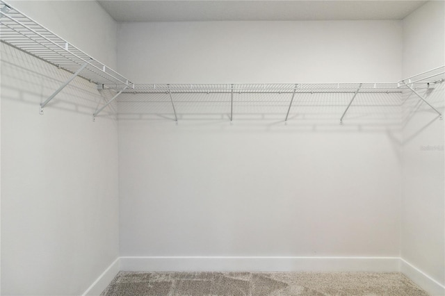 walk in closet featuring carpet flooring