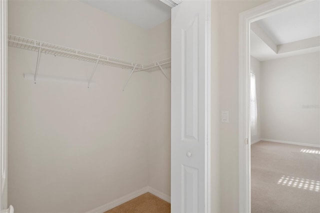 walk in closet featuring carpet floors