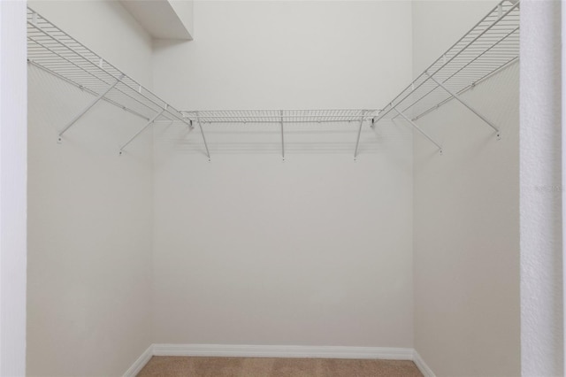 spacious closet featuring carpet