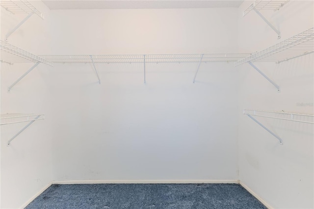 spacious closet featuring carpet