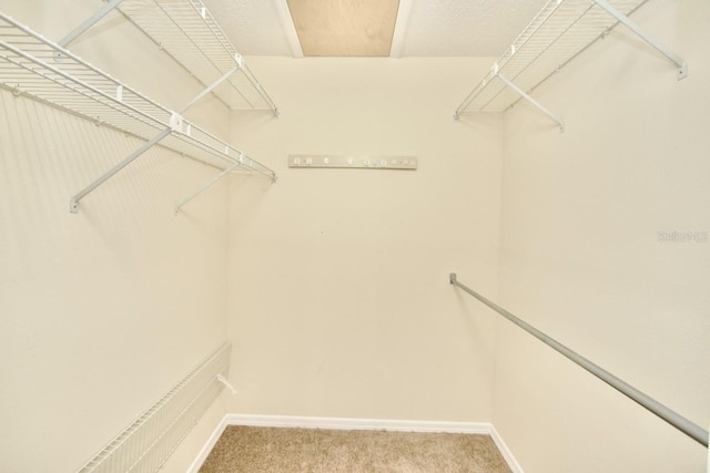 walk in closet featuring carpet